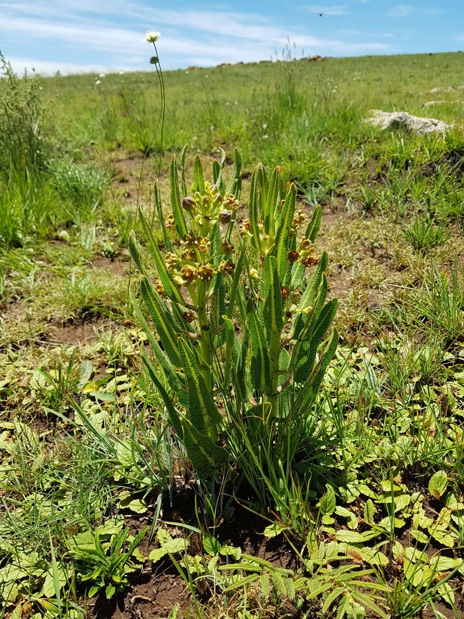 Image of Parapodium costatum E. Mey.