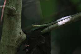 Image of Solomons treesnake