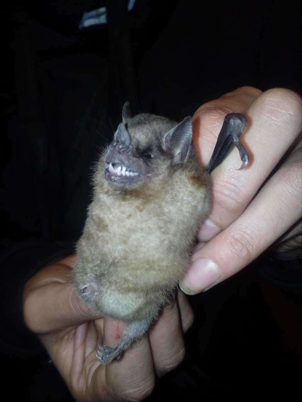 Image of highland yellow-shouldered bat