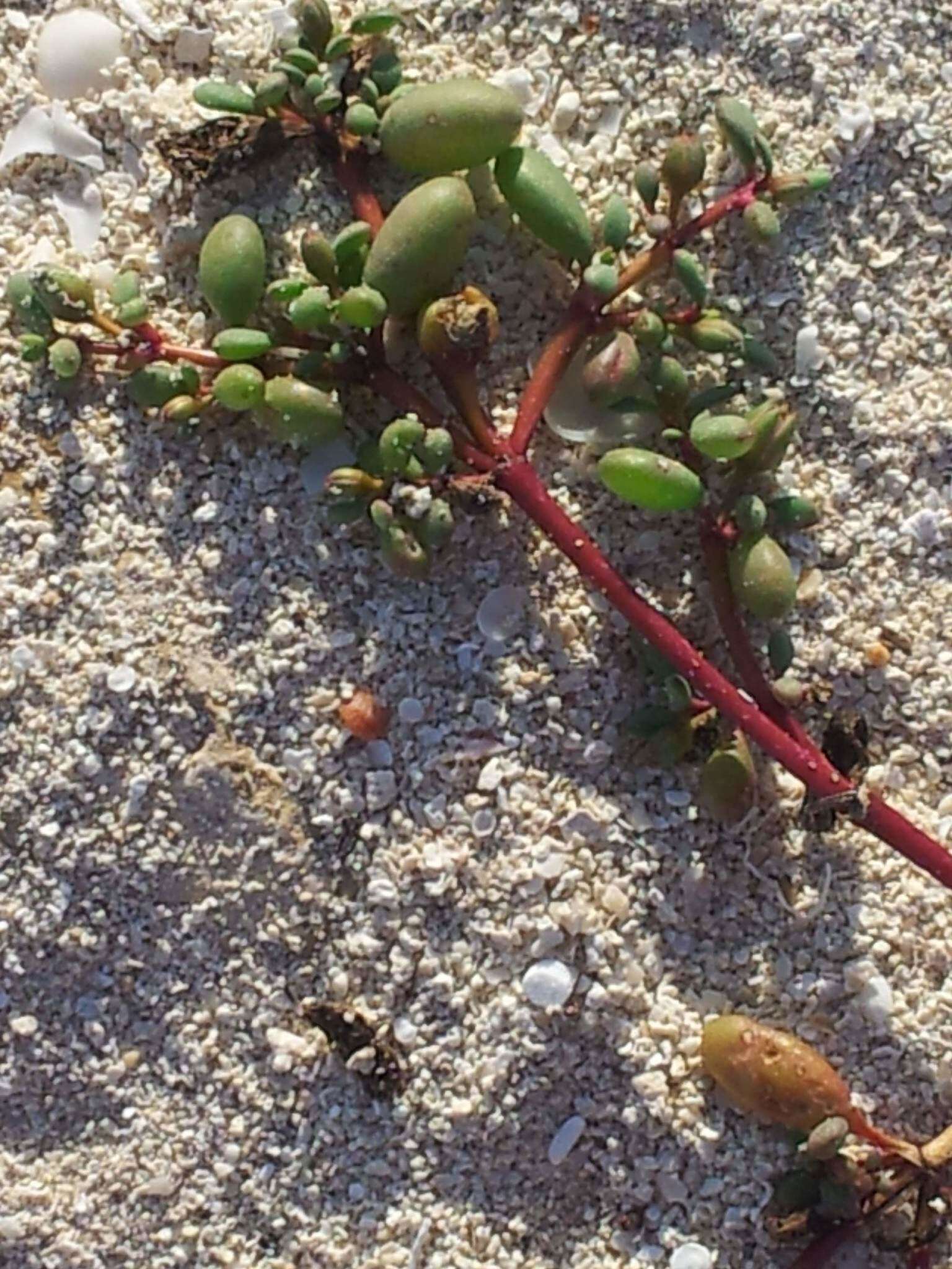 Sivun Sesuvium microphyllum Willd. kuva