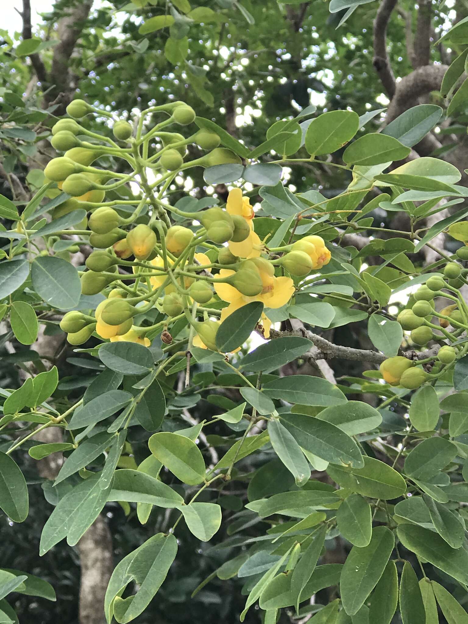 Image of <i>Erythrostemon yucatanensis</i>