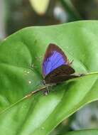 Image of Arhopala eumolphus (Stoll (1780))