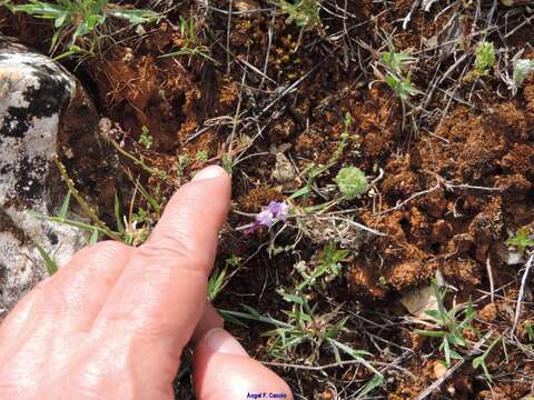 Image of Linaria amethystea subsp. amethystea