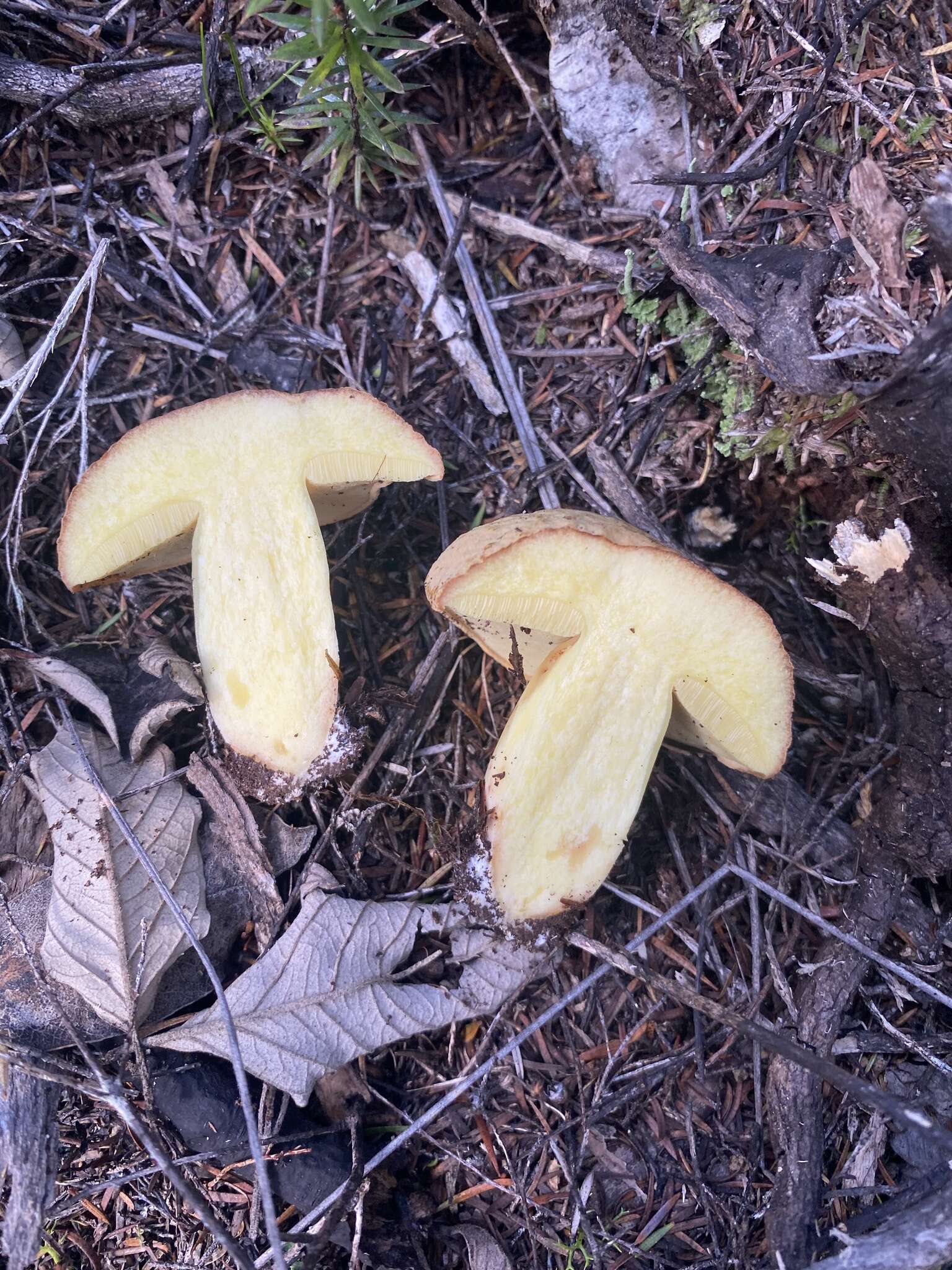 Image of Boletus rawlingsii McNabb 1968