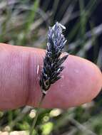 Imagem de Sesleria caerulea (L.) Ard.