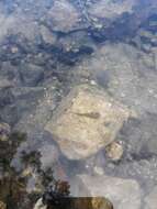 Image of Tidepool sculpin