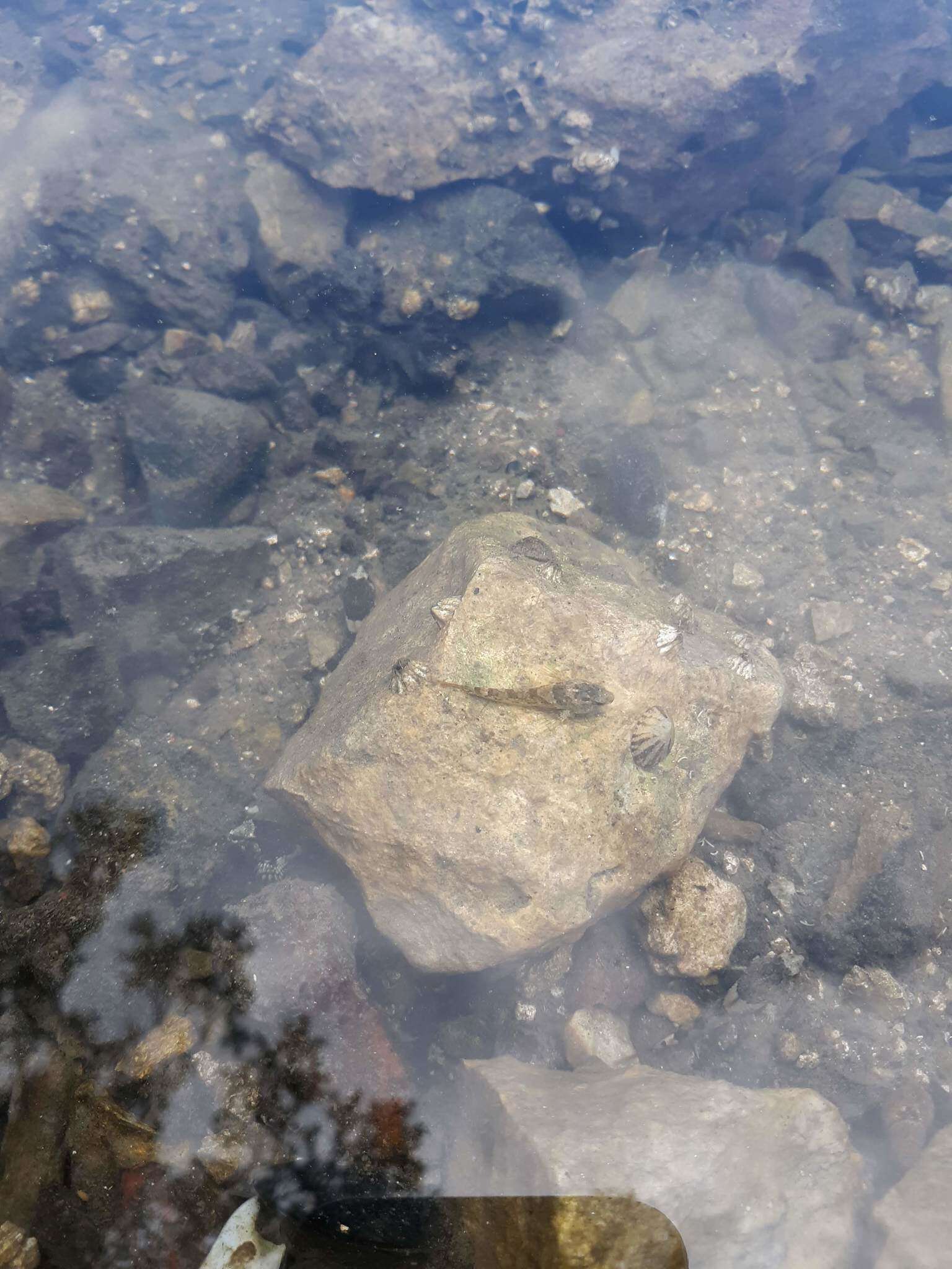 Image of Tidepool sculpin