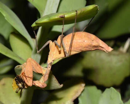 Image of Dystacta alticeps Schaum 1852