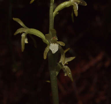 Image of Yellow coralroot