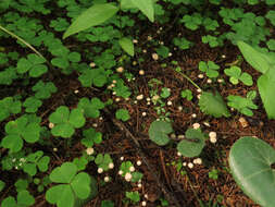 Image of Marasmius wettsteinii Sacc. & P. Syd. 1899