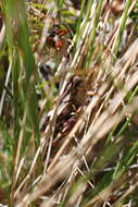 Melanoplus fasciatus (Walker & F. 1870) resmi