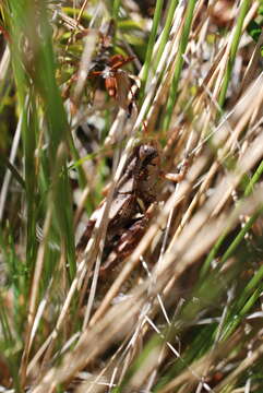 Image of Huckleberry Grasshopper