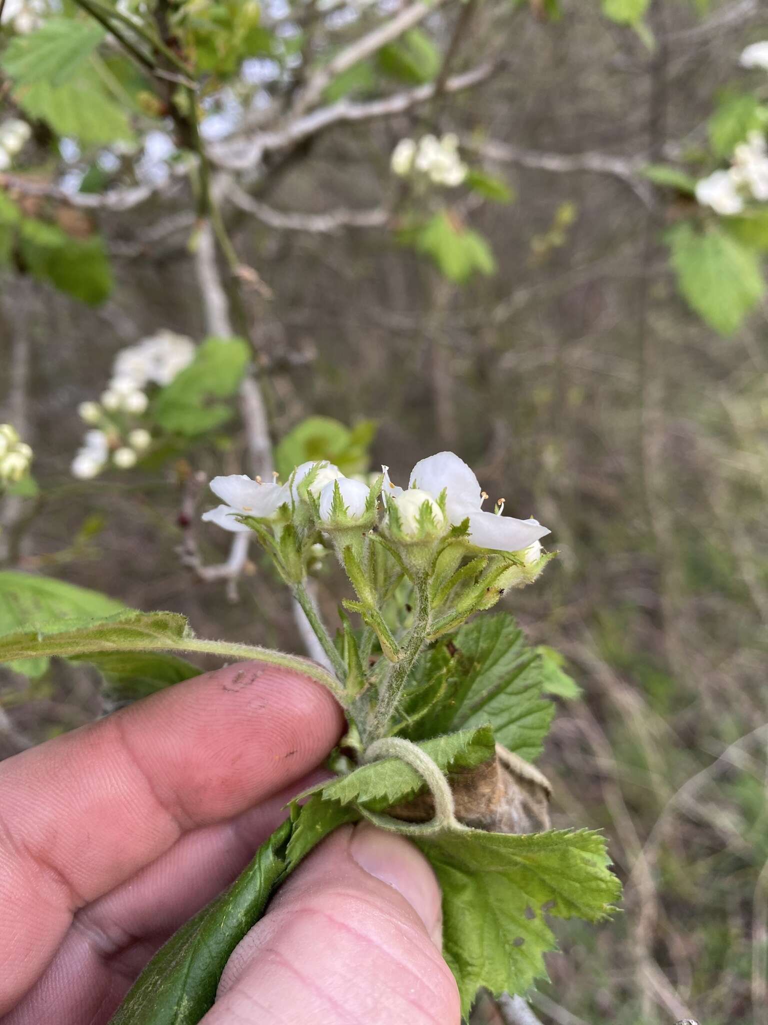 Image de Crataegus mollis (Torr. & Gray) Scheele