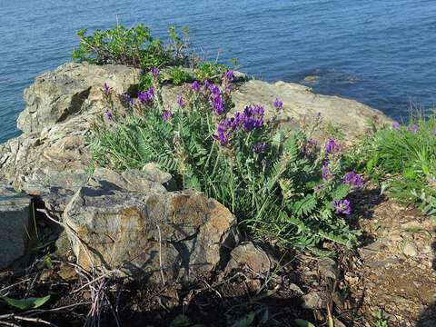 Image of Oxytropis ruthenica Vassilcz.