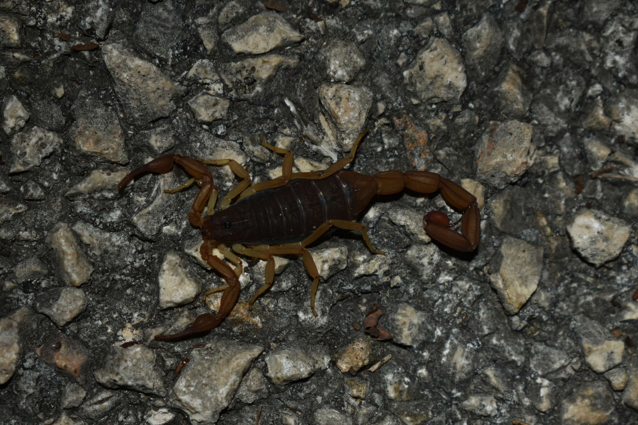 Image of Centruroides ochraceus (Pocock 1898)