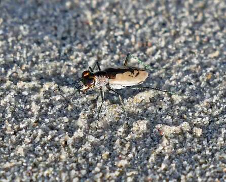 Sivun Cylindera (Plectographa) suturalis (Fabricius 1798) kuva