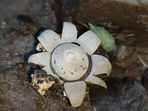 Imagem de Geastrum floriforme Vittad. 1842