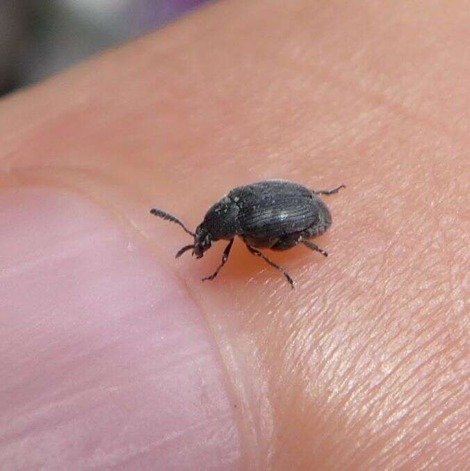 Image of Broom Seed Beetle