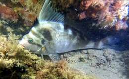 Image of Crested morwong