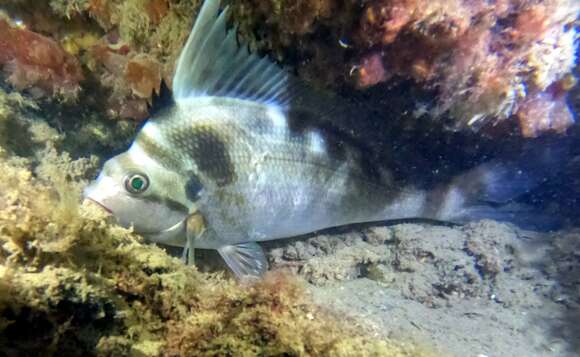 Image of Crested morwong