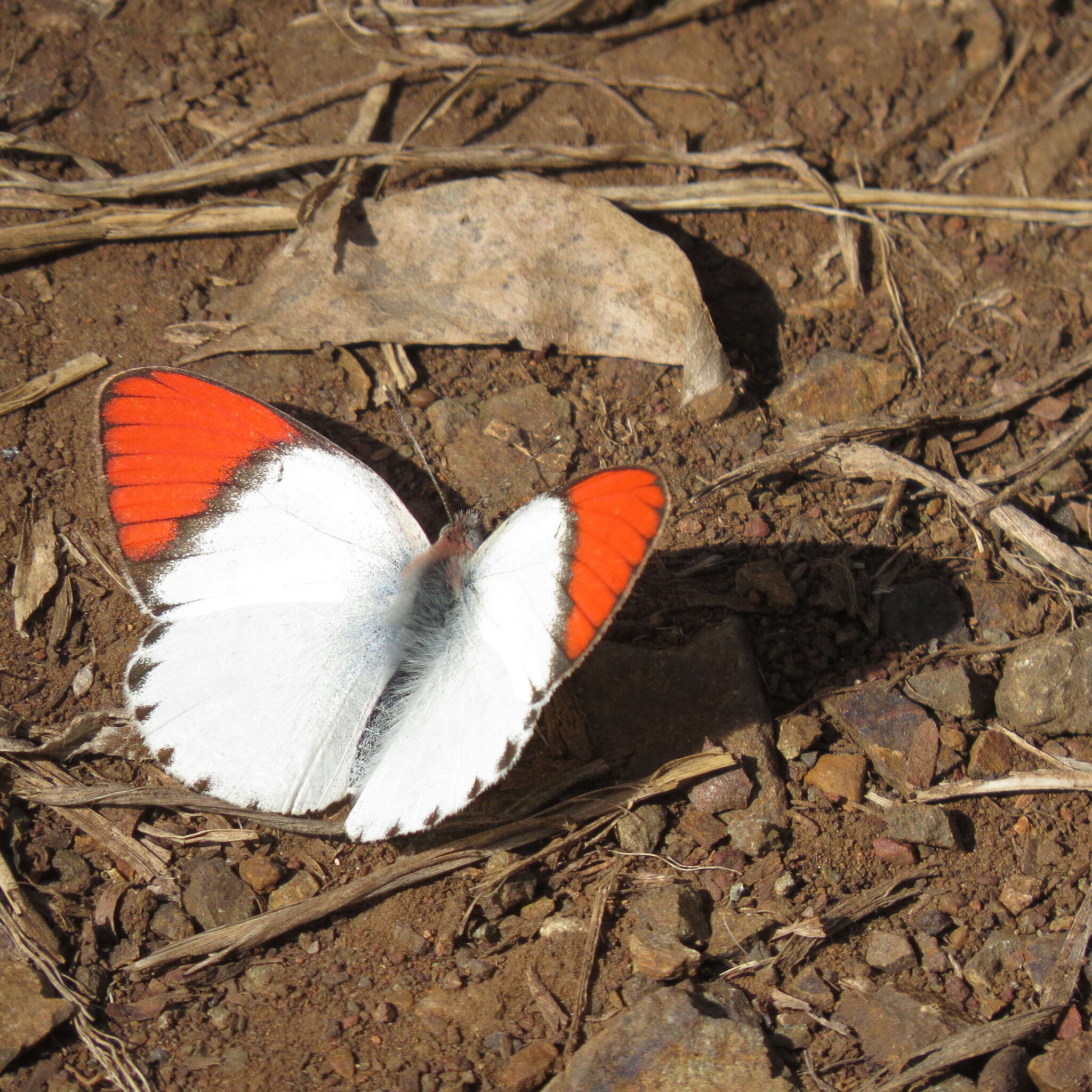 Image of <i>Colotis annae</i>