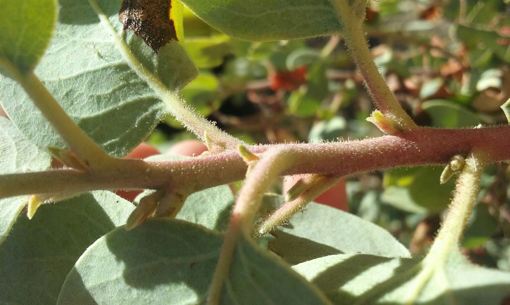 Image of Mariposa manzanita