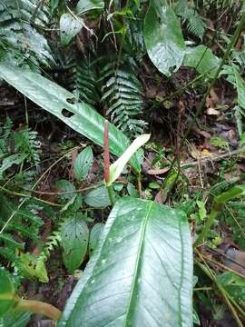 Image of Anthurium caucanum Engl.