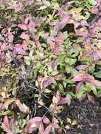 Image of velvetleaf huckleberry