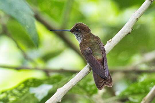 Image of Bronzy Inca