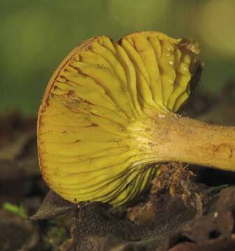 Image of Golden-gilled bolete