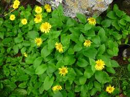 Image of Doronicum altaicum Pall.