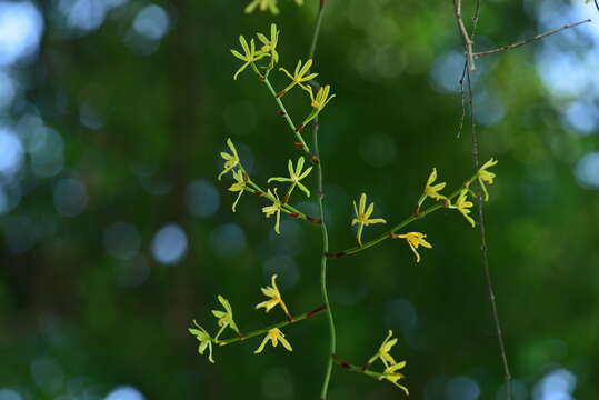 Image of Arachnis labrosa (Lindl. & Paxton) Rchb. fil.