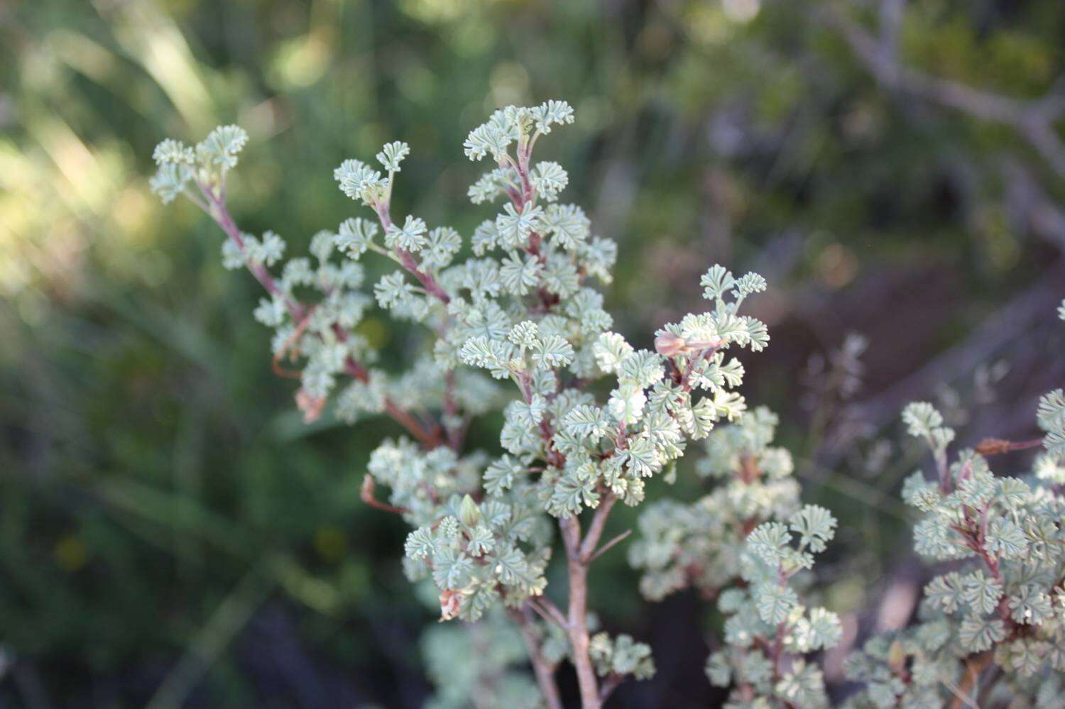 Image of Pelargonium abrotanifolium (L. fil.) Jacq.