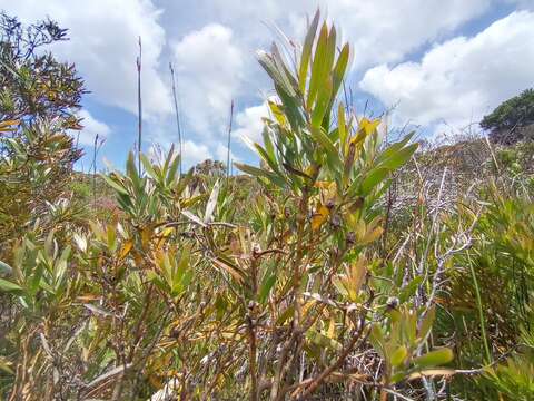 Imagem de Leucadendron macowanii Phillips