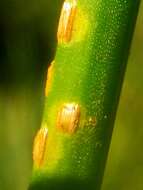 Image of Puccinia austrina McKenzie 2008