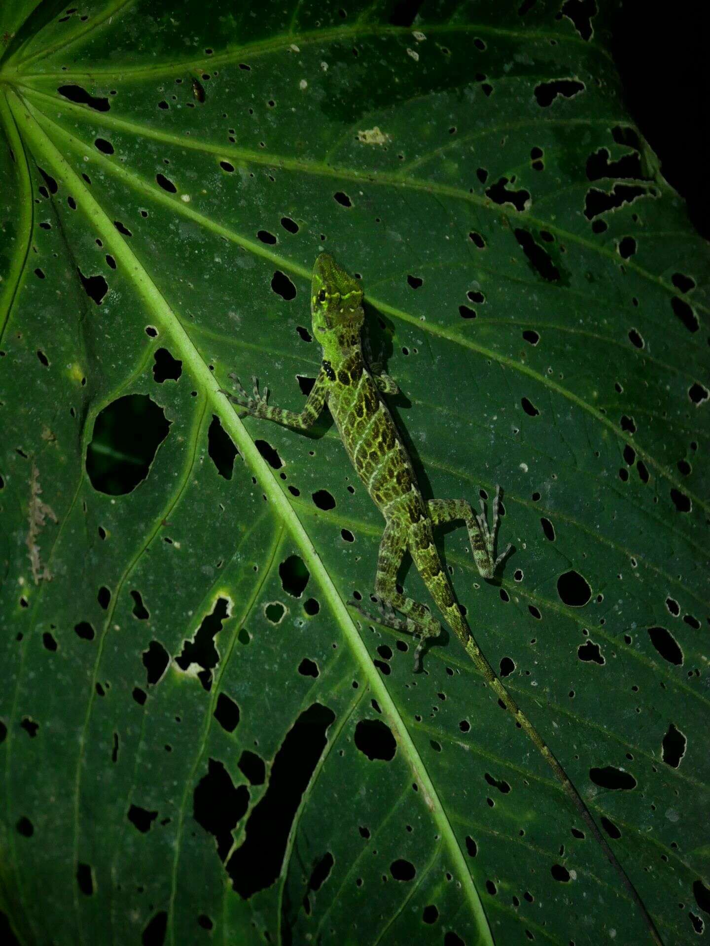 Sivun Anolis latifrons Berthold 1846 kuva