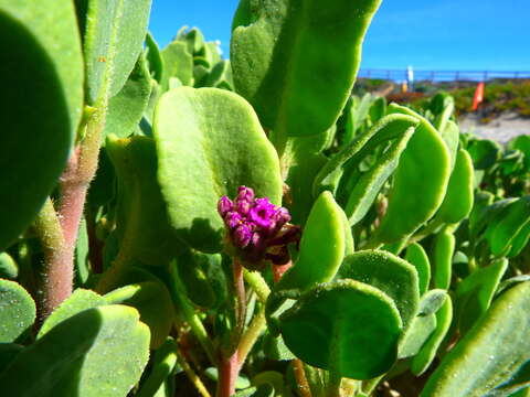 Image of red sand verbena