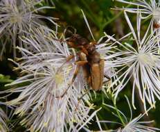 Image of Pidonia lurida (Fabricius 1793)