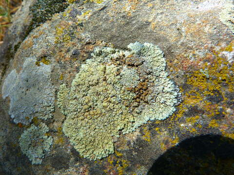 Sivun Lecanora sierrae B. D. Ryan & T. H. Nash kuva