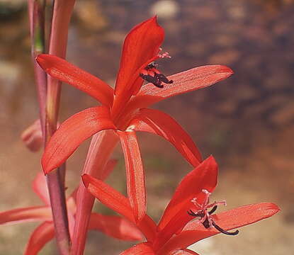 Imagem de Watsonia angusta Ker Gawl.