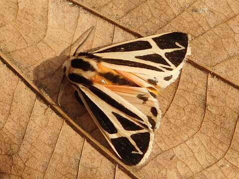 Image of Harnessed Tiger Moth