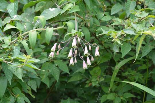 Image of Bomarea edulis (Tussac) Herb.