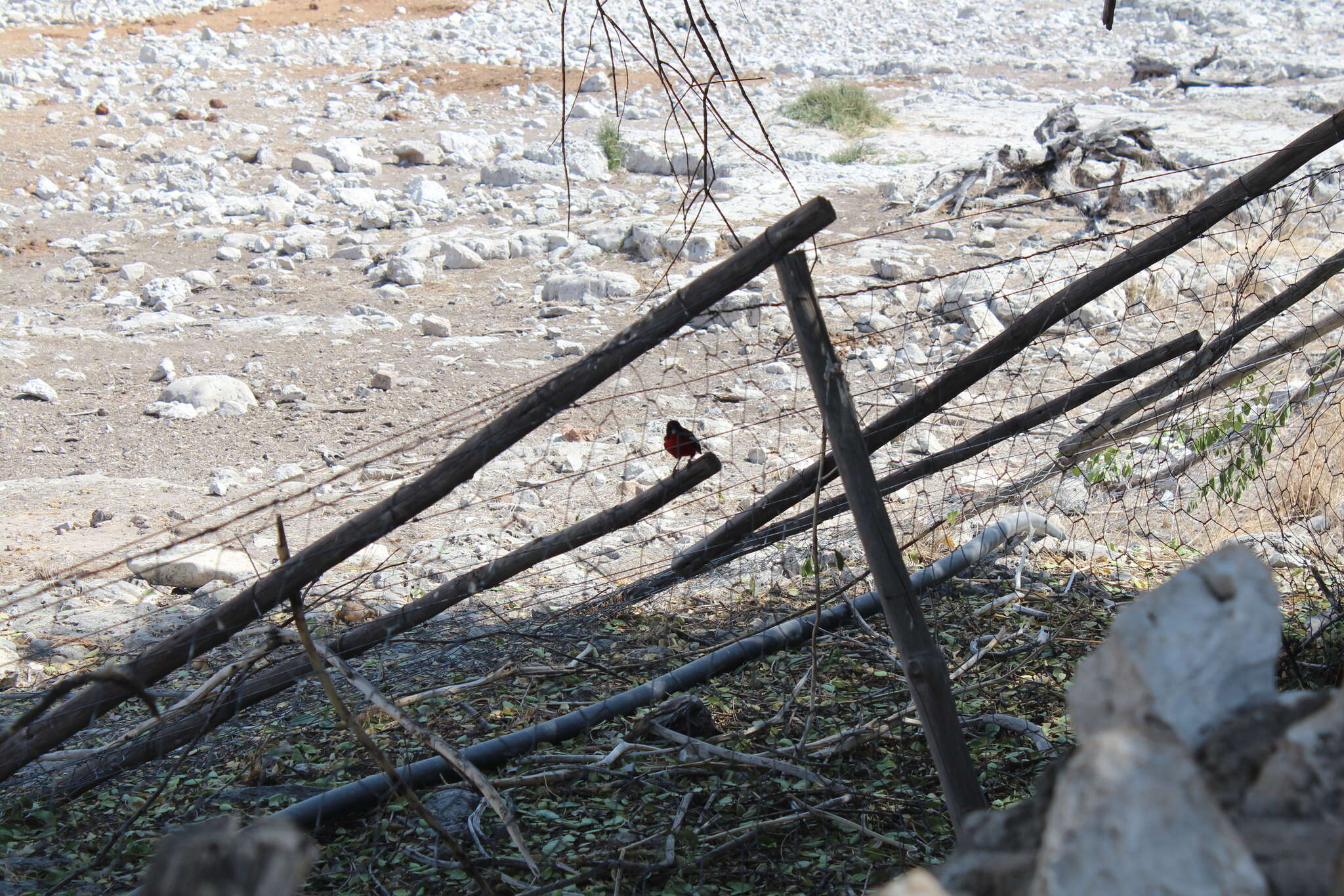 Image of Crimson-breasted Gonolek