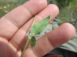 Image of annual bushsunflower