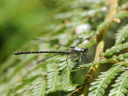 Image de Austroargiolestes calcaris (Fraser 1958)