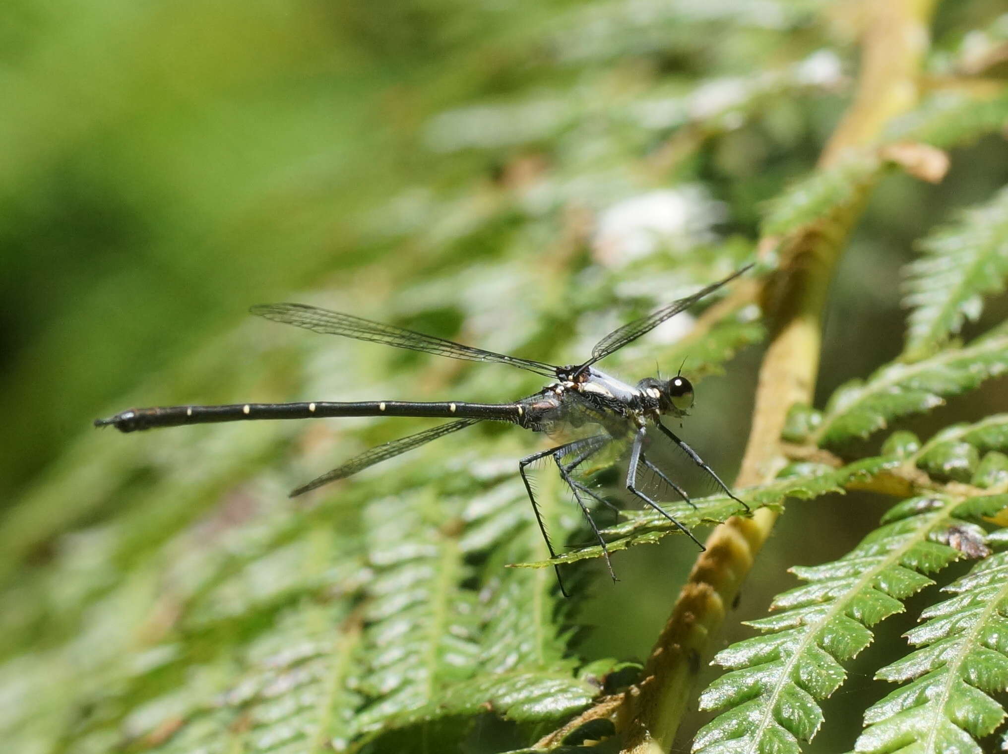 Image de Austroargiolestes calcaris (Fraser 1958)