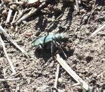 Image of Cowpath tiger beetle