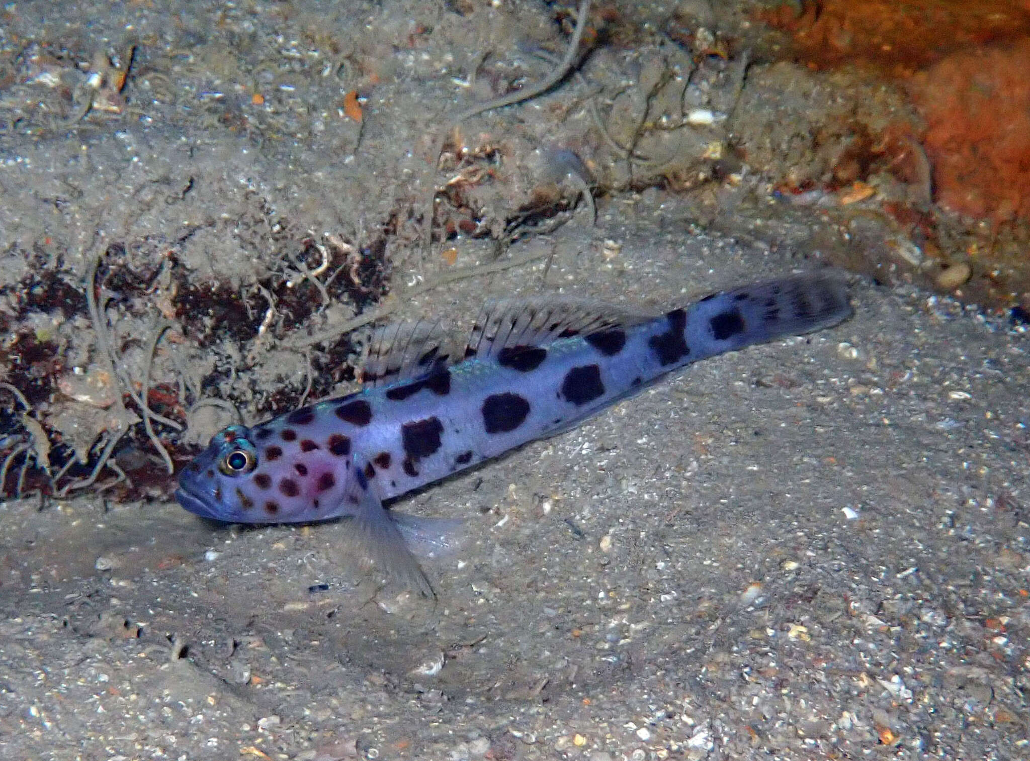 صورة Thorogobius ephippiatus (Lowe 1839)