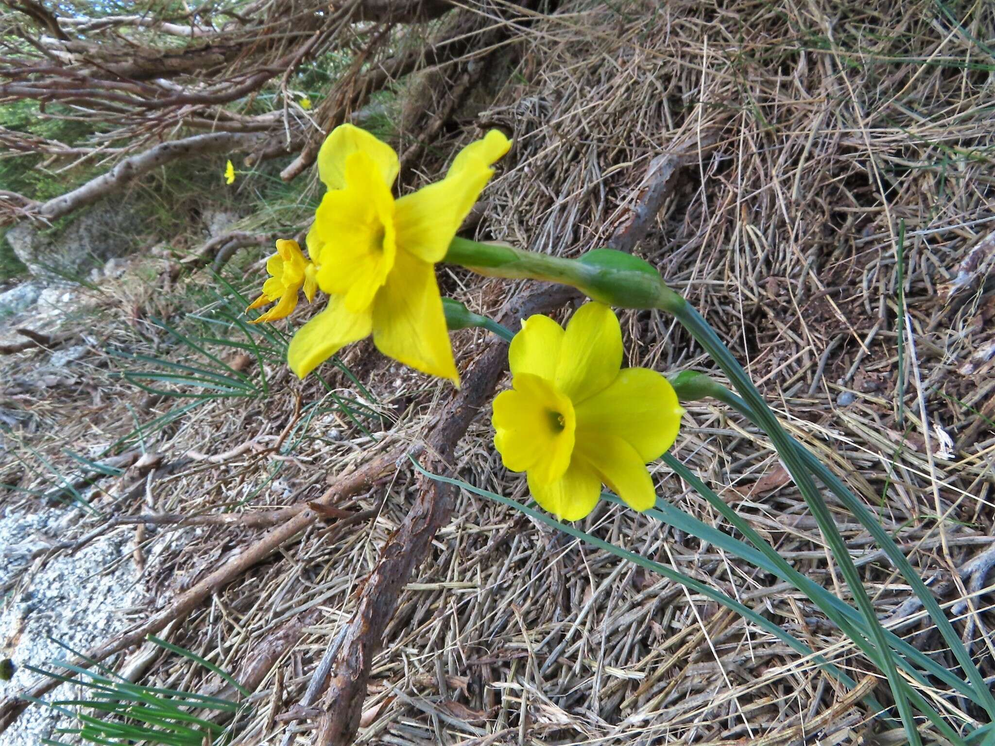 Image of Narcissus rupicola Dufour