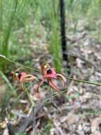 Image of Thick-lipped spider-orchid